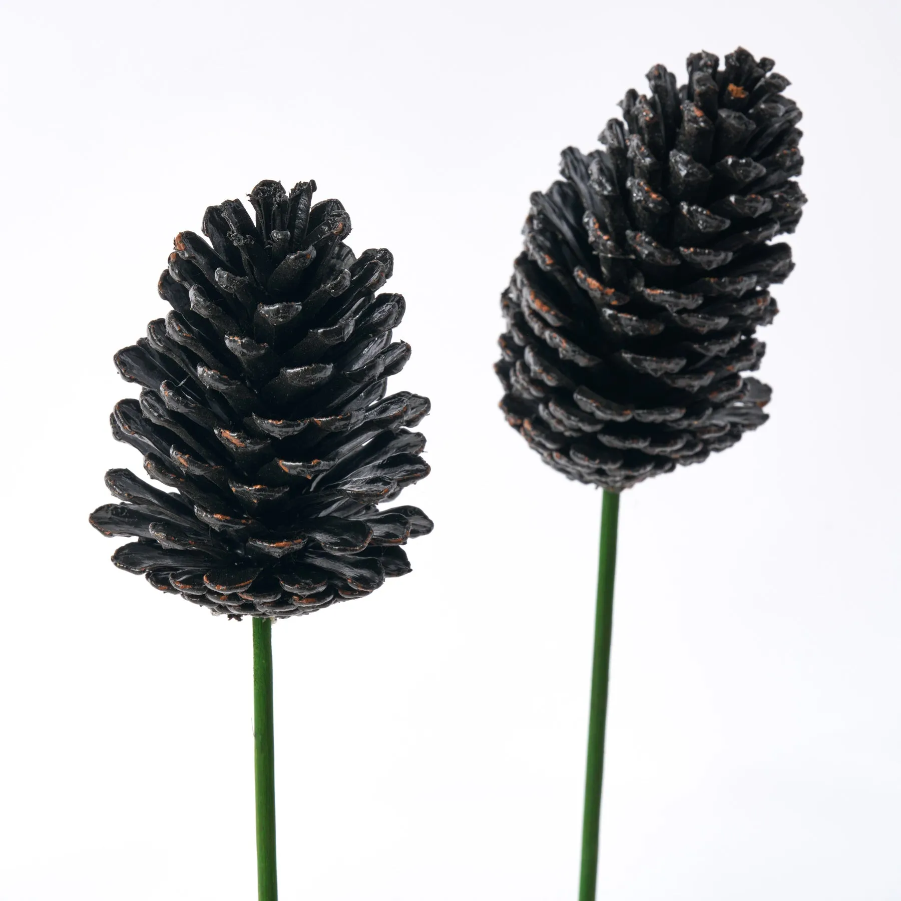 Black Painted Pinecone on Green Wood Pick - Set of 3