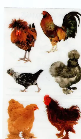 Exotic Chickens